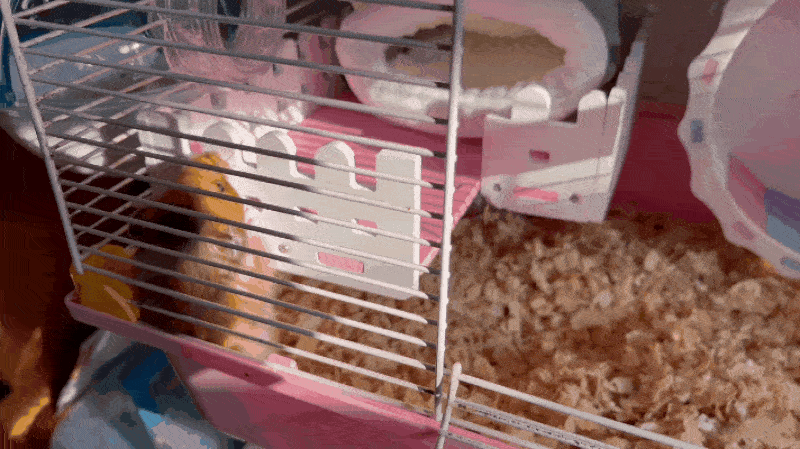 6291bcaed5a09.gif 6291bcaed5a09.gif