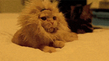62aee626d21f1.gif